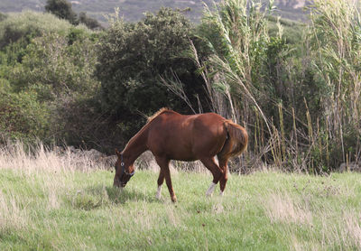 Horse in a field