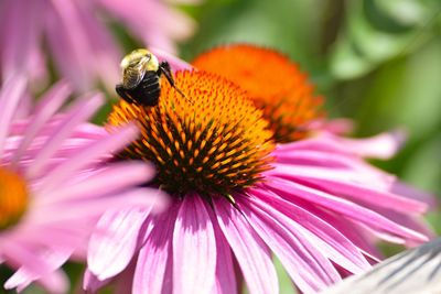 Close-up of bumble bee pollinating on eastern purple coneflower