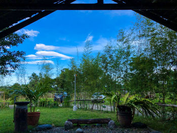 Trees and plants in yard against sky