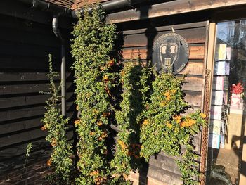 Ivy growing on built structure