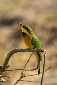 Little bee-eater lifts head to swallow bug