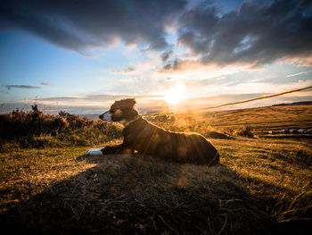 View of a field at sunset