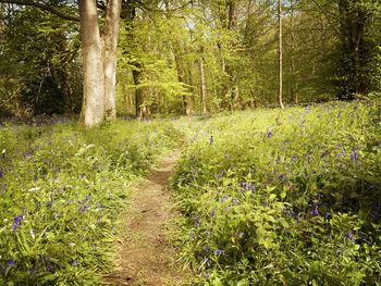 Trees growing in forest