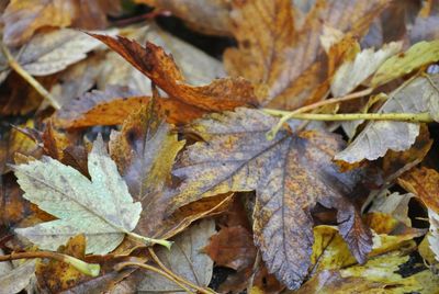 Close-up of dry maple leaves during winter