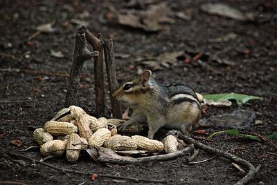 High angle view of squirrel eating food