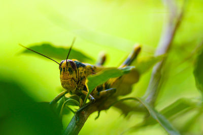 Close-up of butterfly on leaf