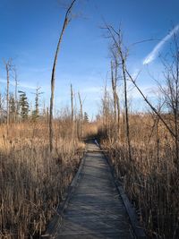 View of bare trees against clear sky