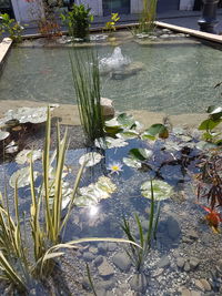 Close-up of plants floating on water