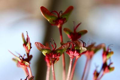 Close-up of red flowering plant