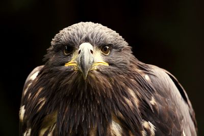 Close-up portrait of eagle against black background