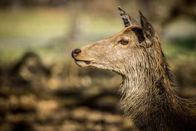 Close-up of a horse on field