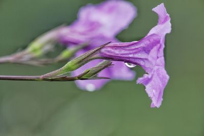 Close-up of purple flowering plant