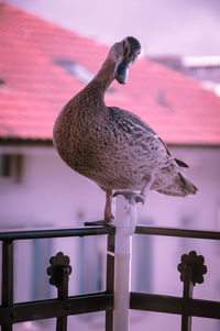 Close-up of bird perching on railing against sky