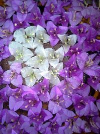 Full frame shot of purple flowers