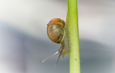 Close-up of snail on leaf