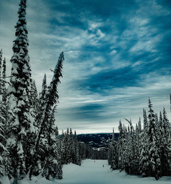 Pine trees in forest during winter against sky