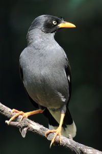 Close-up of bird perching on branch