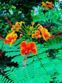 Close-up of red flowering plant