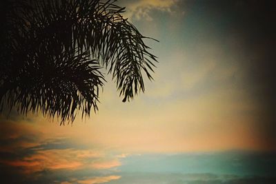 Silhouette tree against sky at sunset