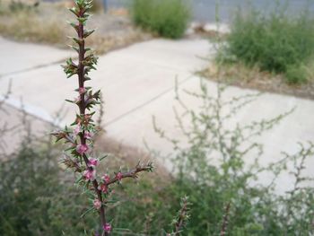 Close-up of plant growing on tree