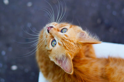 Beautiful ginger red cat looking into the camera, top view