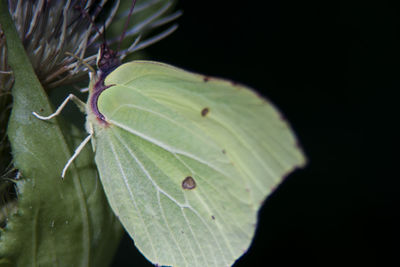 Close-up of green leaves