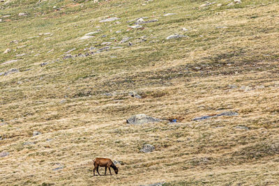 Horse grazing in a field