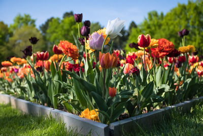 Close-up of tulips in park