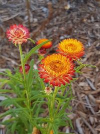 Close-up of flowers blooming outdoors