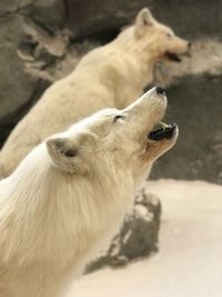 Side view of wolf howling outdoors