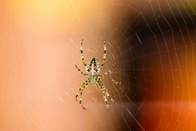 Close-up of spider on web