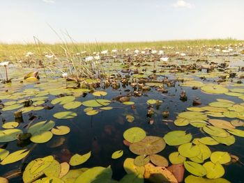 Scenic view of water lily amidst leaves in lake