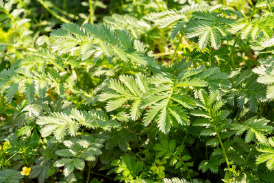 plant