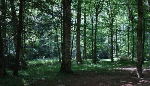 Trees in forest