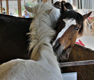 Close-up of horses