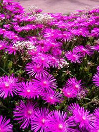 High angle view of pink flowering plants on field