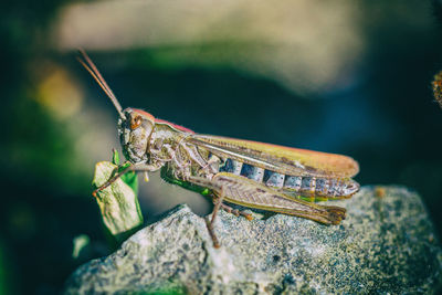 Close-up of insect on rock