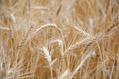 Close-up of stalks in wheat field