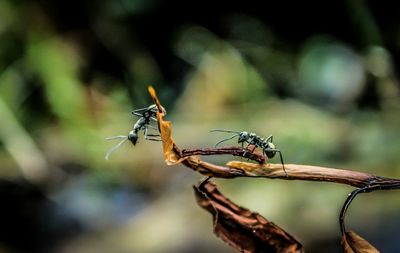 Close-up of damselfly on stem