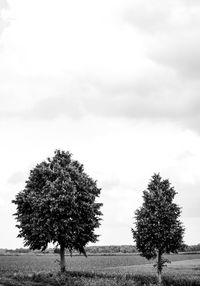 Trees on field against sky