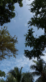 Low angle view of trees against sky