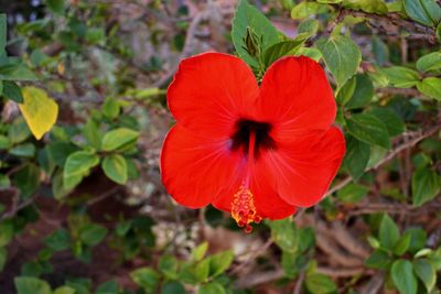 Close-up of red flower blooming outdoors