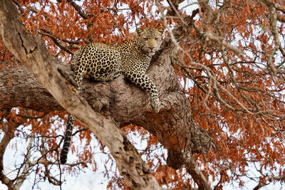 View of a cat on tree