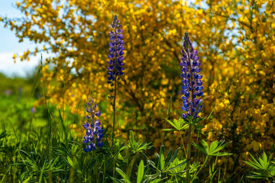 Close-up of purple flowering plants on field