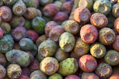 Opuntia, commonly called prickly pear, also known as tuna fruit, sabra, nopal or paddle cactus.