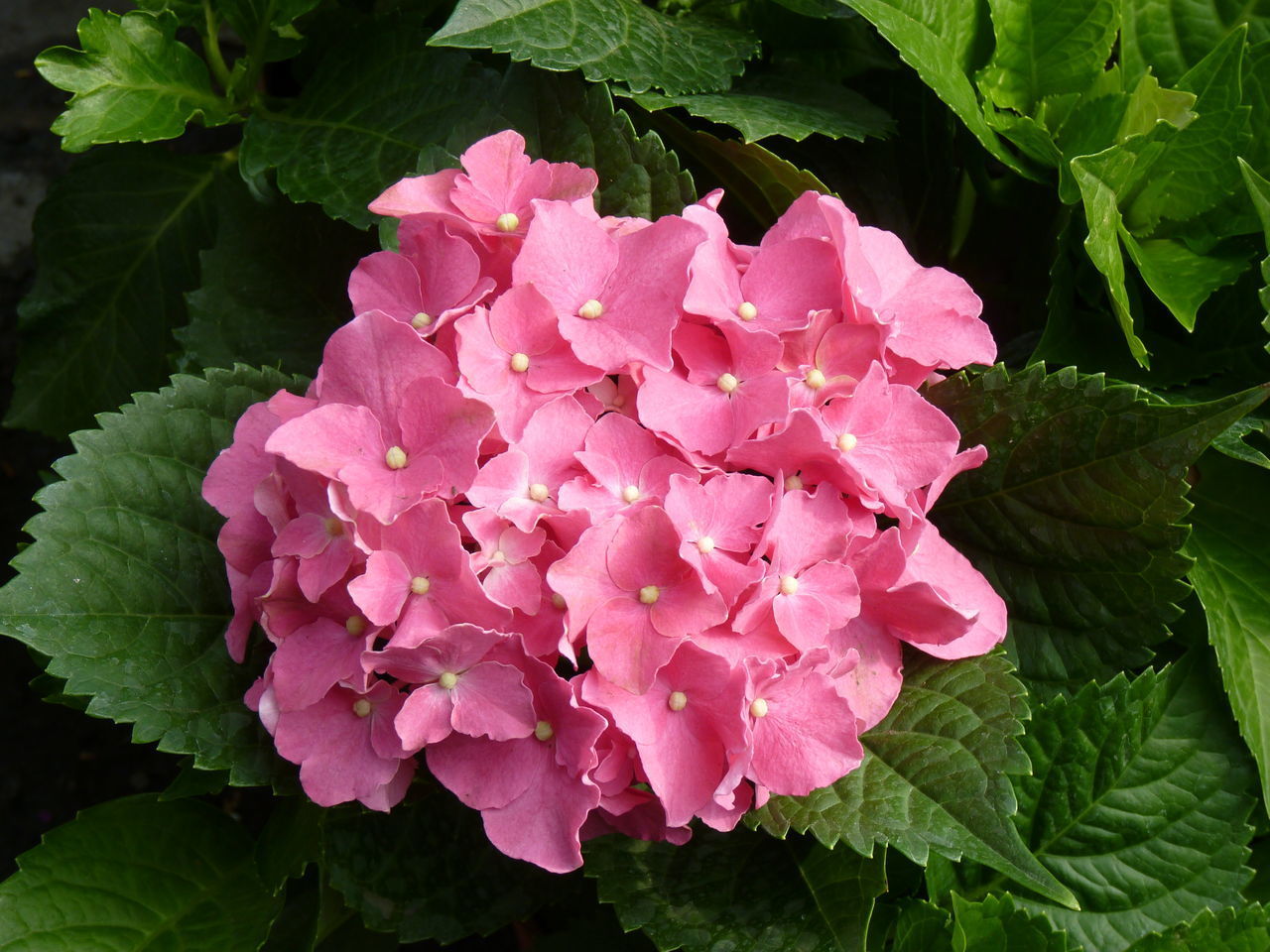 CLOSE-UP OF PINK ROSE PLANT