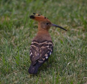 Close-up of bird on grass