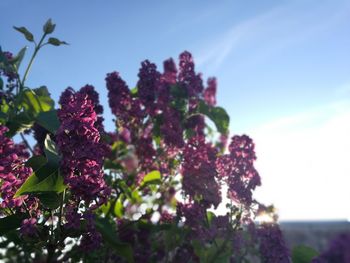 Close-up of purple flowers against sky