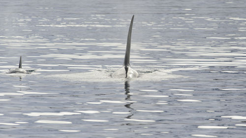 Whale swimming in sea at iceland