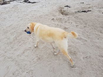 High angle view of dog on beach